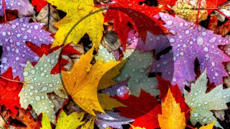 Autumn in Chinese Medicine | Coastal Natural Therapies